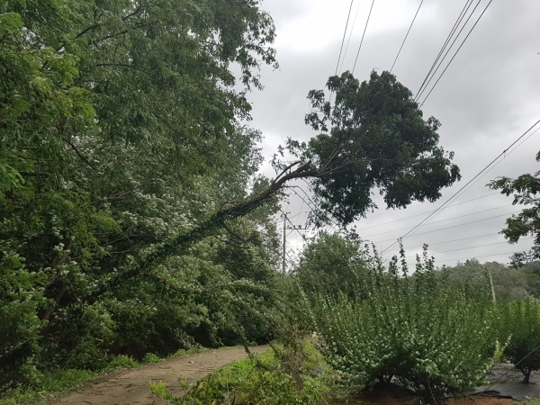 13호 태풍 링링으로 인해 경기도 광명시 가학동 도고내마을 농노길 아카시아 나무가 전기줄에 걸려 있다.
