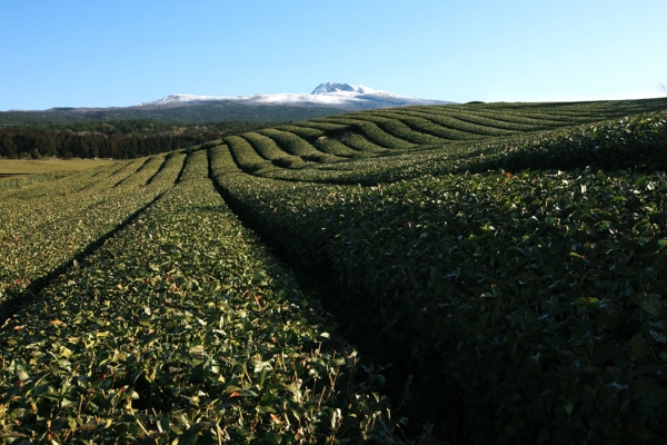 사진제공=아모레퍼시픽