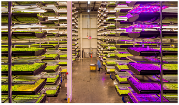 에어로팜스의 실내 농업 내부 (제공=에어로팜스)