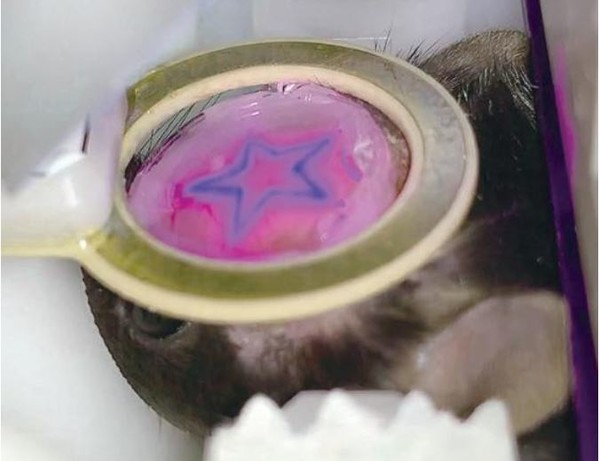 실험용 생쥐를 이용한 뇌연결지도 기술. (사진=기초과학연구원)