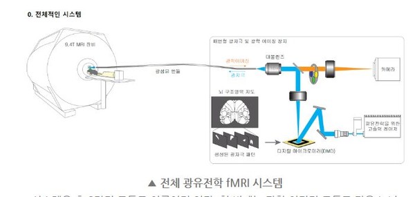 뇌연결지도를 만들기 위한 광유전학과 자기공명의 적용 과정.(출처=기초과학연구원)