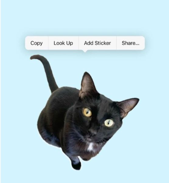 생성AI 기술이 접목된 아이폰의 포토앱. 이는 피사체의 종류와 특성을 파악, 필요한 용도로 가공, 사용할 수 있게 한다. (사진=테크크런치)