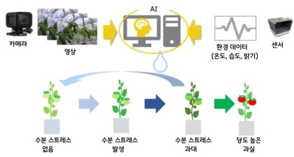토마토 선별 기술. (출처=해피 퀄리티, IRS 글로벌)