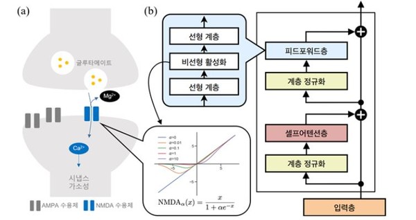 트랜스포머 모델에서 뇌 NMDA 수용체의 비선형성 활용 그림. (출처=기초과학연구원)