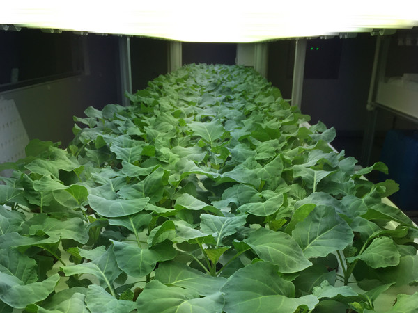 스마트팜 이미지로서 본문 기사와 직접 관련은 없음.(출처=KIST)