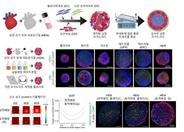 오가노이드 제작, 배양 과정 개념도. (출처=한국전자통신연구원)