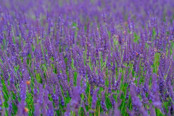  안정과 치유를 상징하는 라벤더는 자연이 준 가장 부드러운 선물로 불리고 있다. 섬세한 추출 기술을 통해 피부를 보호하고 마음의 안정을 주는 유기농 화장품으로 변모하고 있다. 