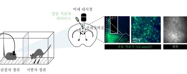 (사진=기초과학연구원)