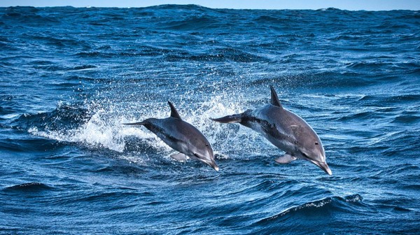 돌고래서 헤엄치는 모습. (사진=위키미디어)