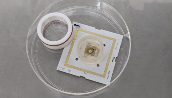 루시에의 음파 이미지를 바탕으로 사후에 생성한 뇌조직 오가노이드。 （출처＝서호주 미술관、 게티이미지）