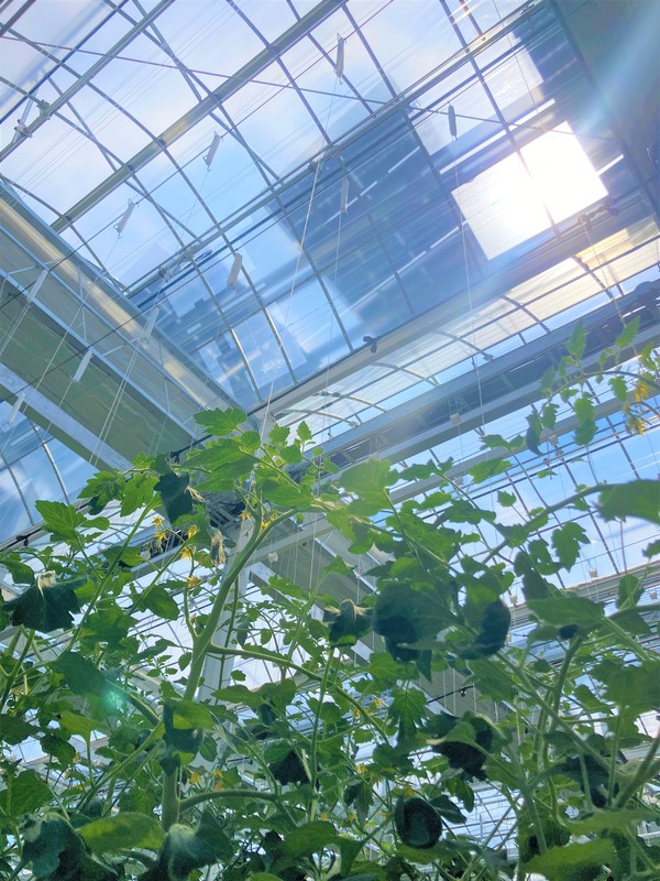  경기도 양평군농협의 스마트 온실. (출처=한화솔루션)