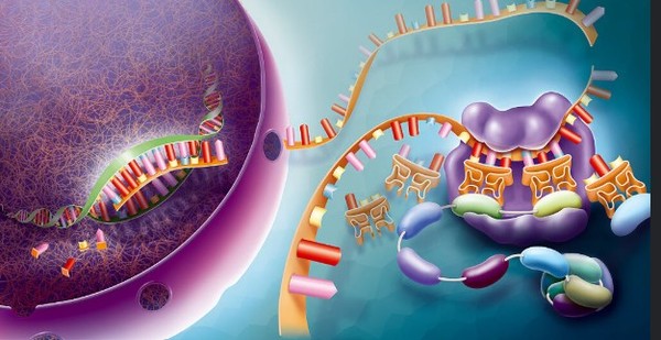 AI는 생물학에 대한 이해도가 낮다는 사실이 밝혀졌다.(이미지=BSIP)